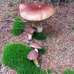 公寓 泽勒兹纳鲁达公寓 *